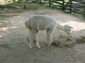 IMG 0004