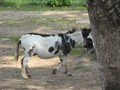 IMG 0005