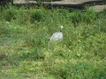 IMG 0007