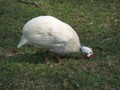 IMG 0008