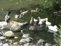 IMG 0015