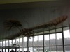 Museum of Flight